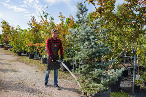 Best Tree and Shrub Care  in Salisbury, MO